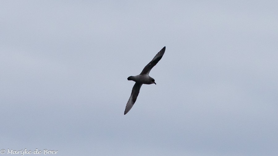 HDS34-23, Day 11, Kerguelen Petrel_20230406-4L6A5850_edit_M de Boer © Marijke de Boer - Oceanwide Expeditions.jpg