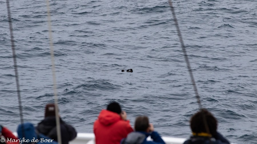 HDS34-23, Day 11, SubAntarctic furseal_20230406-4L6A5846_edit_M de Boer © Marijke de Boer - Oceanwide Expeditions.jpg