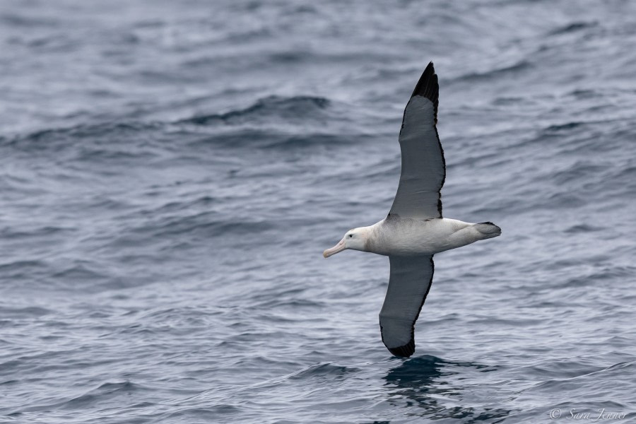 HDS34-23, Day 11, Tristian Albatros © Sara Jenner - Oceanwide Expeditions.jpg