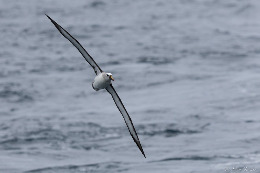 HDS34-23, Day 11, Yellow nosed albatros © Sara Jenner - Oceanwide Expeditions.jpg