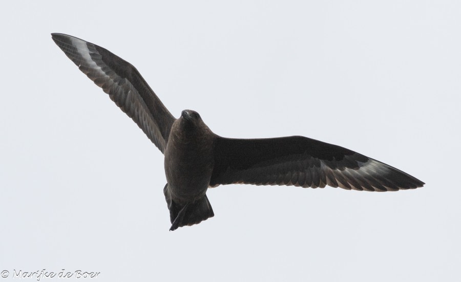 HDS34-23, Day 12, Brown Skua_20230407-4L6A5933_edit_M de Boer © Marijke de Boer - Oceanwide Expeditions.jpg