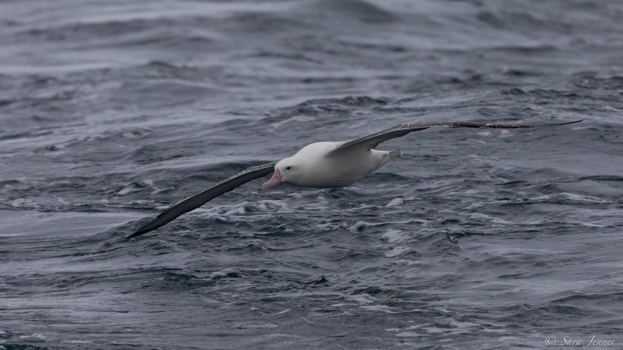 HDS34-23, Day 12, Gough 13 © Sara Jenner - Oceanwide Expeditions.jpg