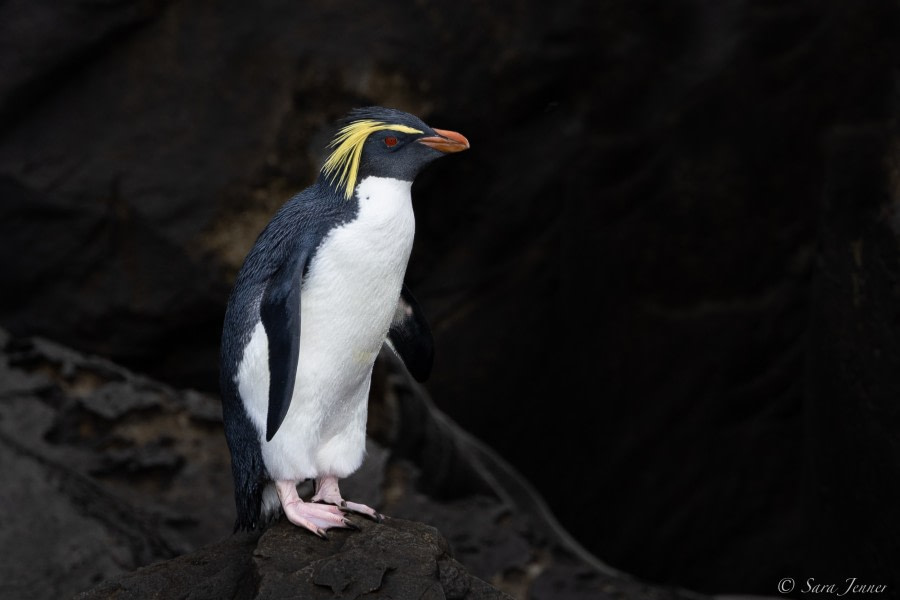 HDS34-23, Day 12, Northern Rockhopper 2 © Sara Jenner - Oceanwide Expeditions.jpg