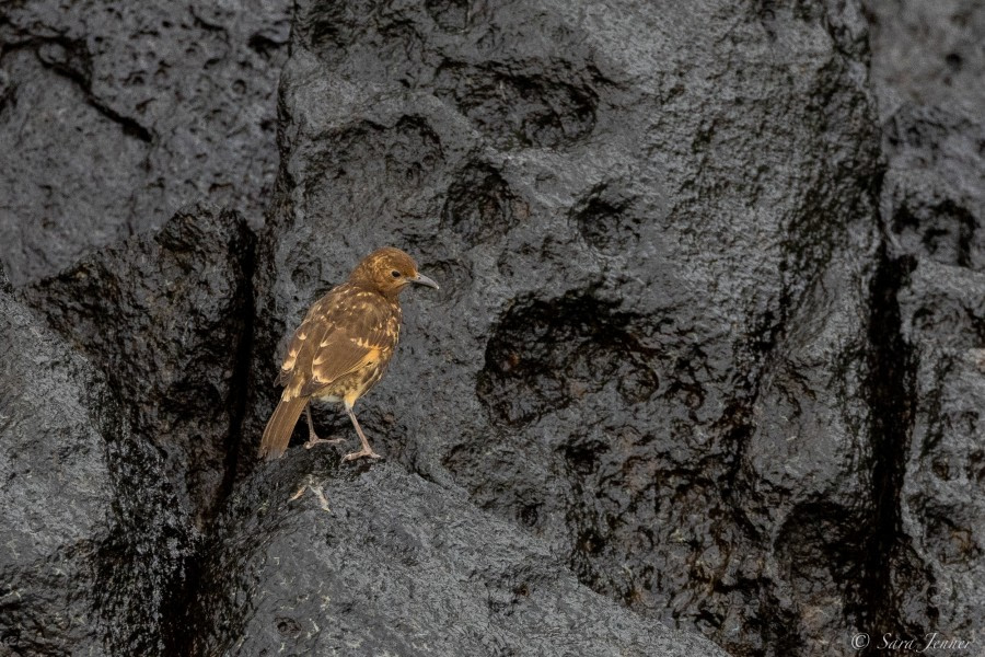 HDS34-23, Day 14, Inaccessible Thrush © Sara Jenner - Oceanwide Expeditions.jpg