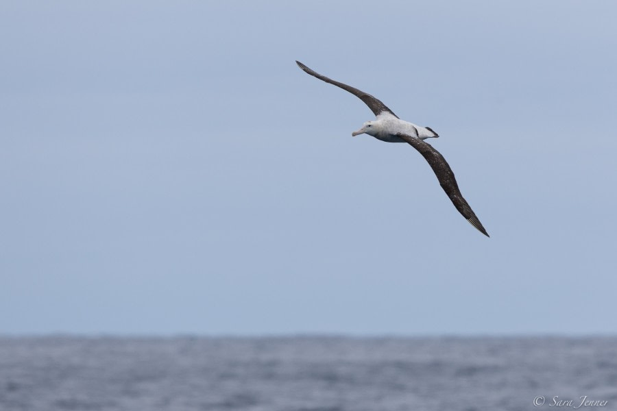 HDS34-23, Day 15, Tristan albatros © Sara Jenner - Oceanwide Expeditions.jpg