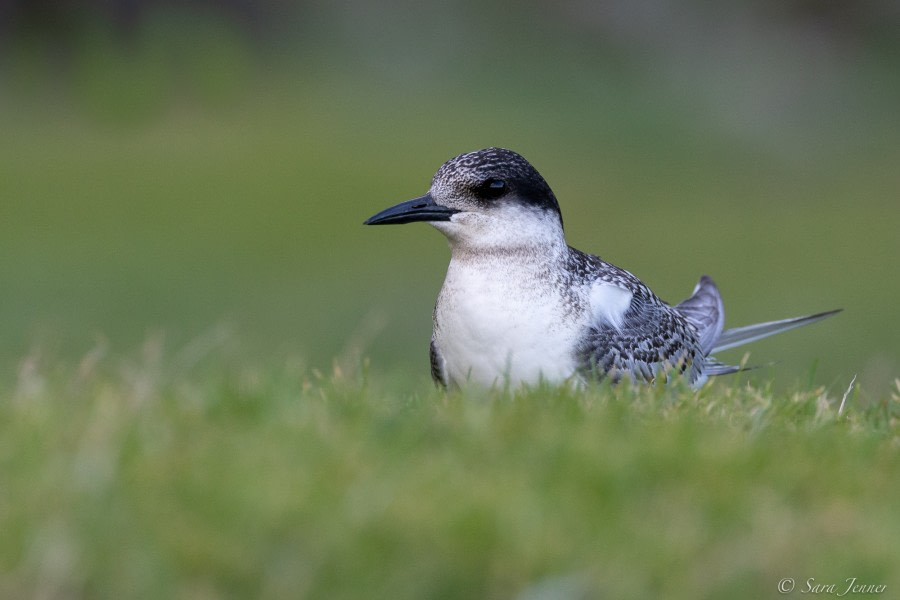 HDS34-23, Day 16, Tern © Sara Jenner - Oceanwide Expeditions.jpg