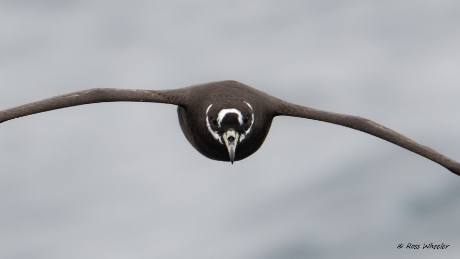 HDS34-23, Day 17, SpectacledPetrel2 © Ross Wheeler - Oceanwide Expeditions.jpg