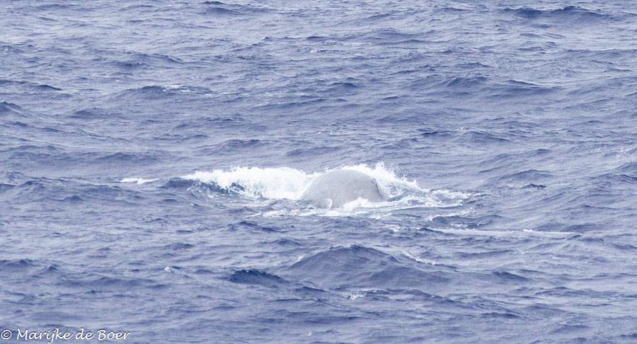 HDS34-23, Day 18, Blue whale_20230413-4L6A6402_edit_M de Boer © Marijke de Boer - Oceanwide Expeditions.jpg