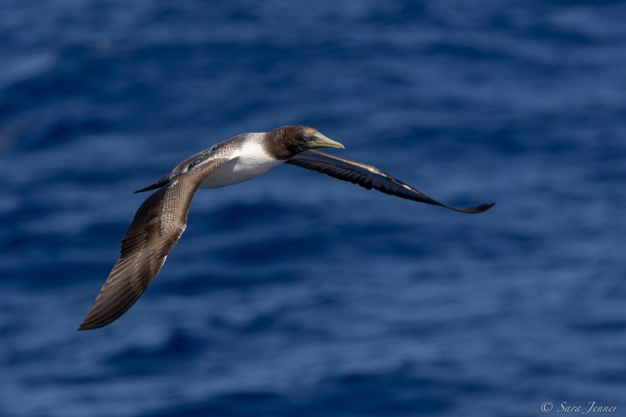 HDS34-23, Day 20, booby © Sara Jenner - Oceanwide Expeditions.jpg