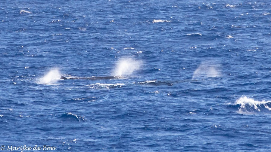 HDS34-23, Day 20, Sperm whales_20230415-4L6A6495_edit_M de Boer © Marijke de Boer - Oceanwide Expeditions.jpg