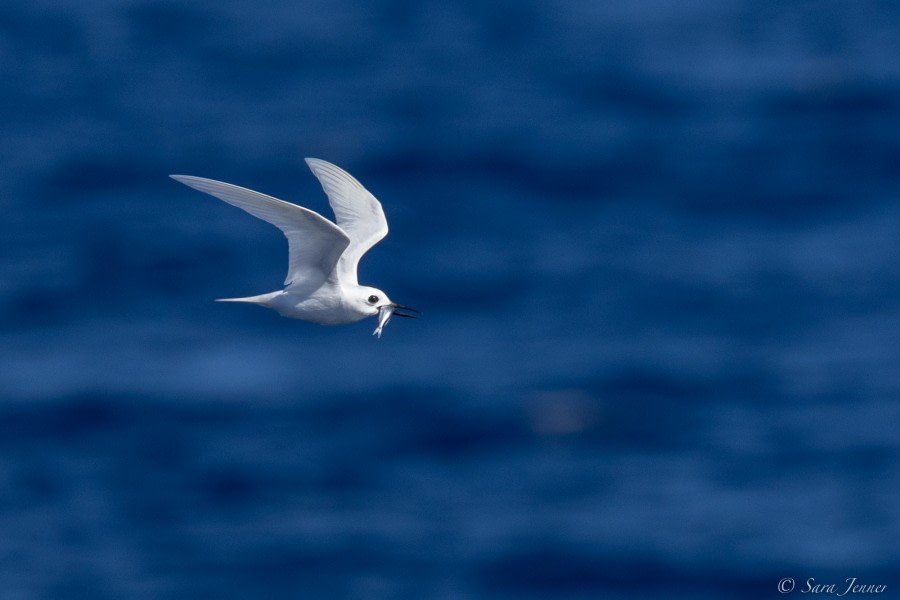 HDS34-23, Day 21, Fairy Tern © Sara Jenner - Oceanwide Expeditions.jpg