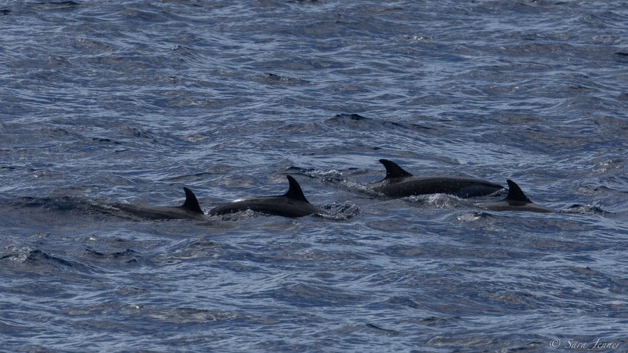 HDS34-23, Day 21, Pantropical dolphins © Sara Jenner - Oceanwide Expeditions.jpg