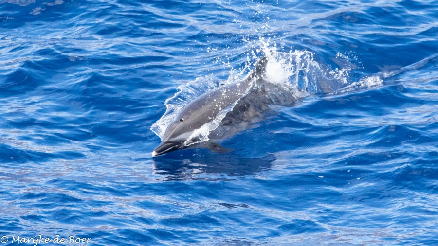 HDS34-23, Day 21, Pantropical spotted dolphin_20230416-4L6A6578_edit_M de Boer © Marijke de Boer - Oceanwide Expeditions.jpg