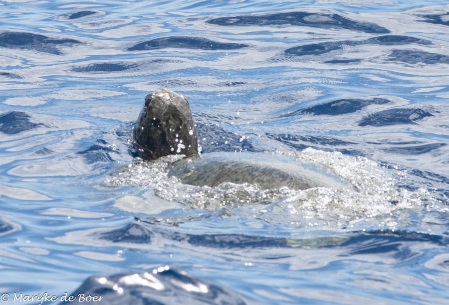 HDS34-23, Day 22, Green turtle_20230417-4L6A6992_edit_M de Boer © Marijke de Boer - Oceanwide Expeditions.jpg