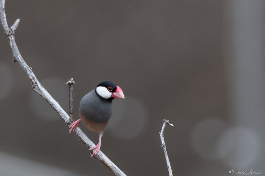 HDS34-23, Day 22, Java Sparrow © Sara Jenner - Oceanwide Expeditions.jpg