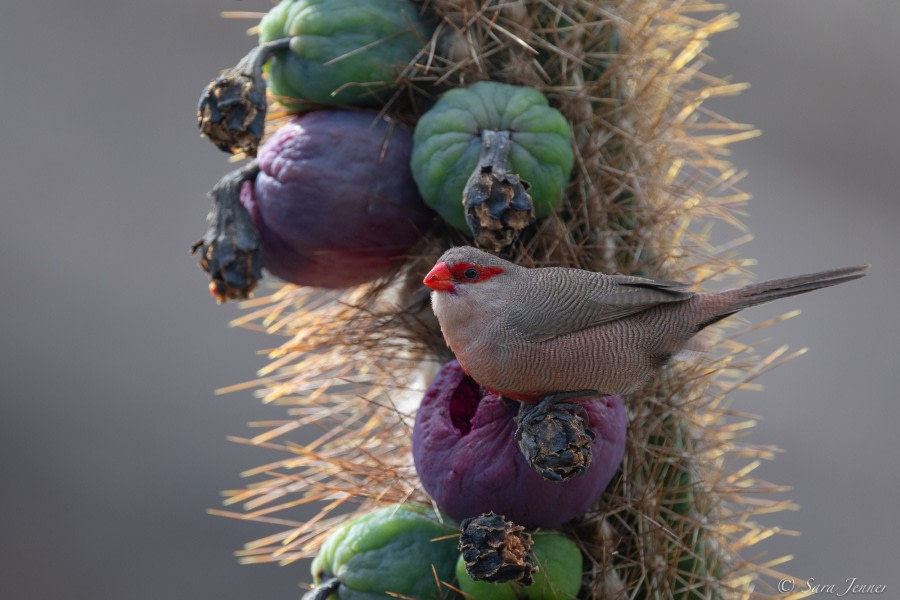 HDS34-23, Day 21, Waxbill © Sara Jenner - Oceanwide Expeditions.jpg