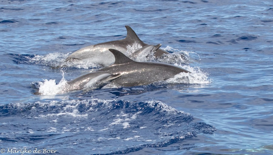 HDS34-23, Day 22, Pantropical spotted dolphin_20230417-4L6A6722_edit_M de Boer © Marijke de Boer - Oceanwide Expeditions.jpg