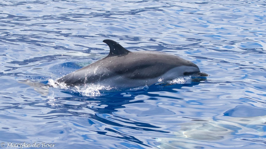 HDS34-23, Day 22, Pantropical spotted dolphin_20230417-4L6A6700_edit_M de Boer © Marijke de Boer - Oceanwide Expeditions.jpg