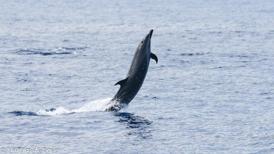 HDS34-23, Day 22, Pantropical spotted dolphin_20230417-4L6A6814_edit_M de Boer © Marijke de Boer - Oceanwide Expeditions.jpg