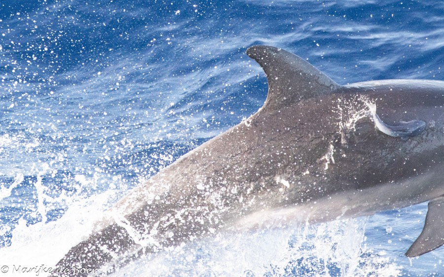 HDS34-23, Day 26, Bottlenose dolphin with remora © Marijke de Boer - Oceanwide Expeditions.jpg