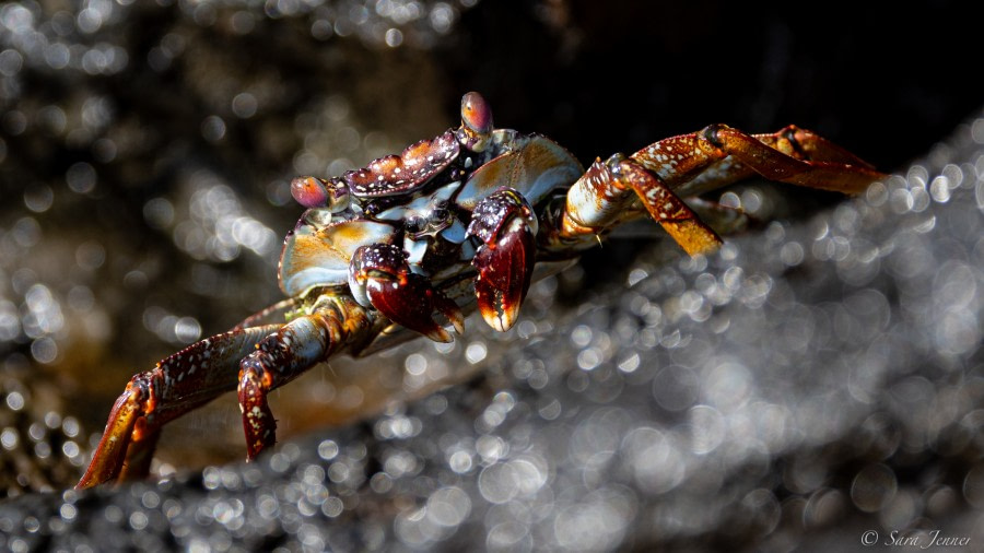 HDS34-23, Day 26, Sallylightfoot crab © Sara Jenner - Oceanwide Expeditions.jpg