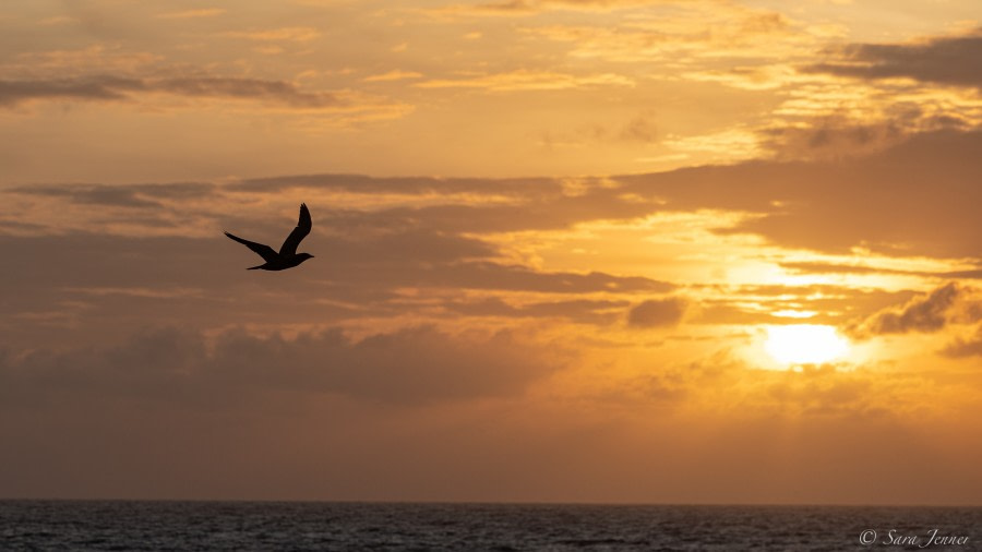 HDS34-23, Day 26, Sunrise at Bird Island © Sara Jenner - Oceanwide Expeditions.jpg