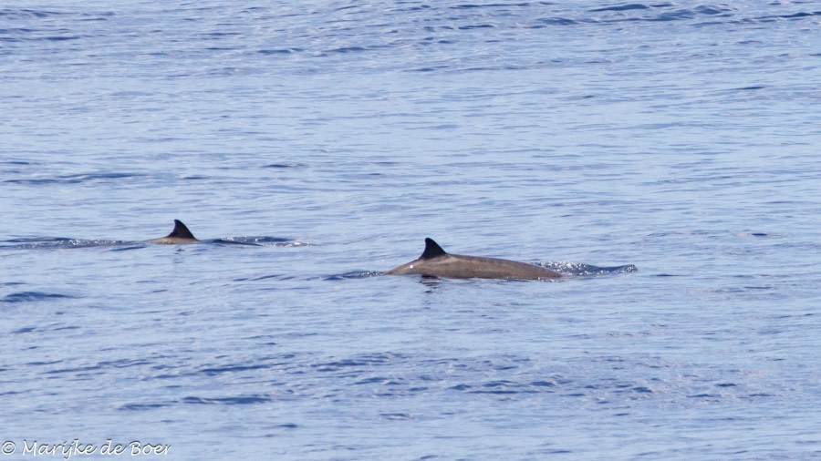 HDS34-23, Day 28, Gervais beaked whale © Marijke de Boer - Oceanwide Expeditions.jpg