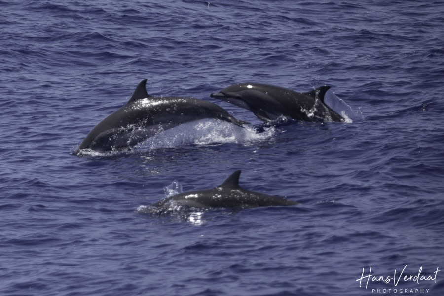 HDS34-23, Day 29, 20230424-HV-389 © Hans Verdaat - Oceanwide Expeditions.jpg