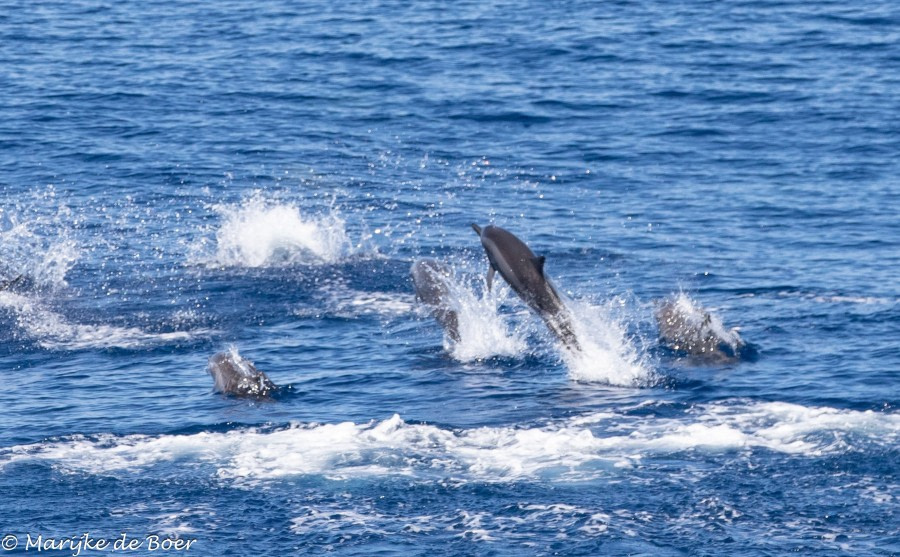 HDS34-23, Day 29, Clymene dolphins20230423-4L6A7335_edit_M de Boer © Marijke de Boer - Oceanwide Expeditions.jpg