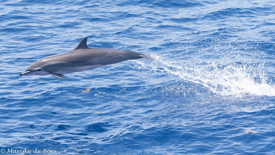 HDS34-23, Day 29, Clymene dolphins20230424-4L6A7438_edit_M de Boer © Marijke de Boer - Oceanwide Expeditions.jpg