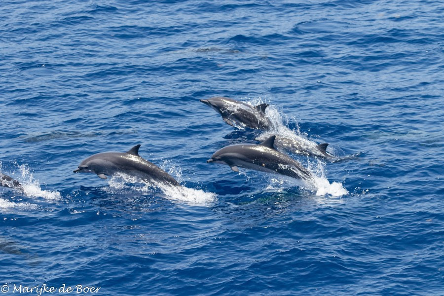 HDS34-23, Day 29, Clymene dolphins20230424-4L6A7451_edit_M de Boer © Marijke de Boer - Oceanwide Expeditions.jpg