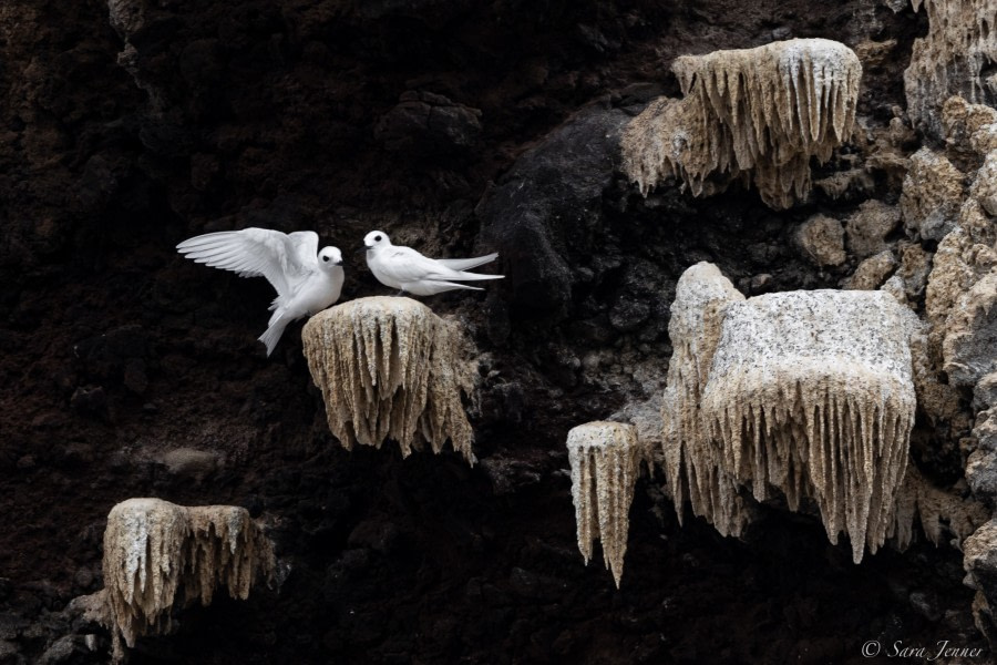 HDS34-23, Day 23, Fairy Terns © Sara Jenner - Oceanwide Expeditions.jpg