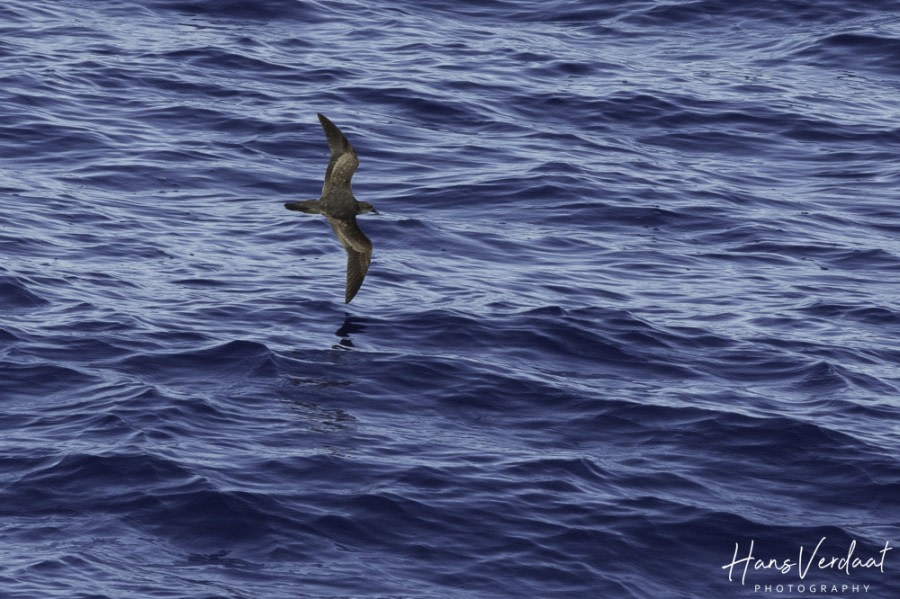 HDS34-23, Day 24, Bulwer'sPetrel © Hans Verdaat - Oceanwide Expeditions.jpg