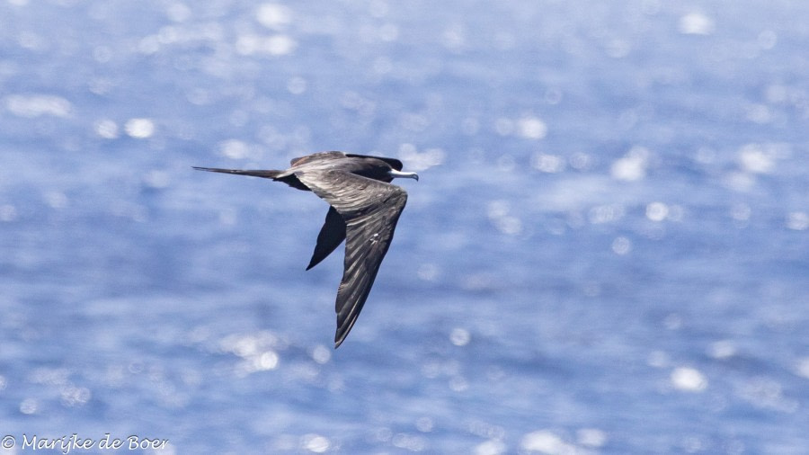 HDS34-23, Day 25, Frigatebird_20230420-4L6A7061_edit_M de Boer © Marijke de Boer - Oceanwide Expeditions.jpg