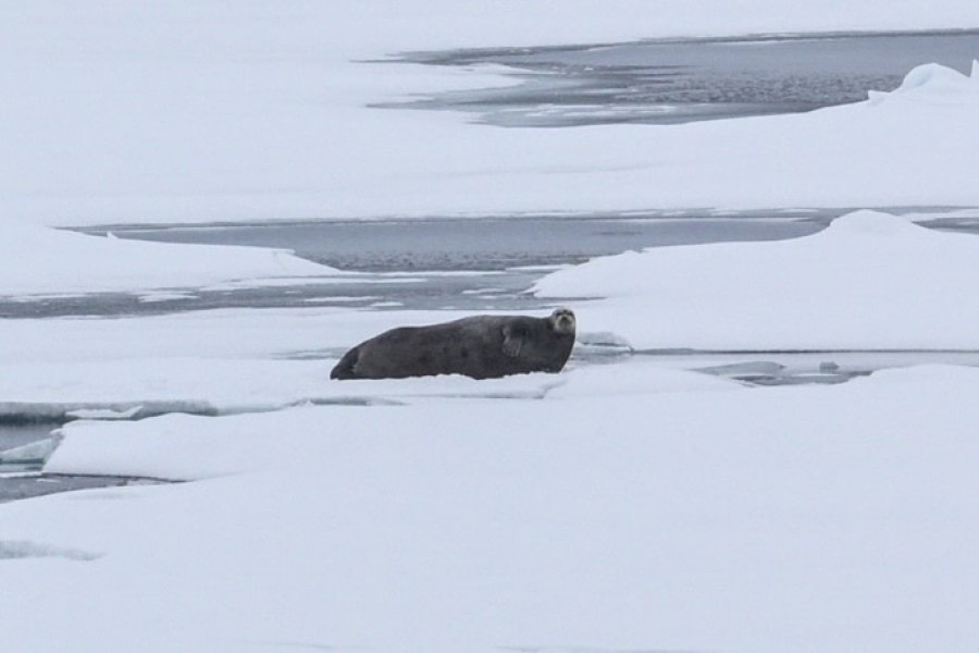 PLA02-23, Day 5, Bearded seal © Unknown photographer - Oceanwide Expeditions.jpg