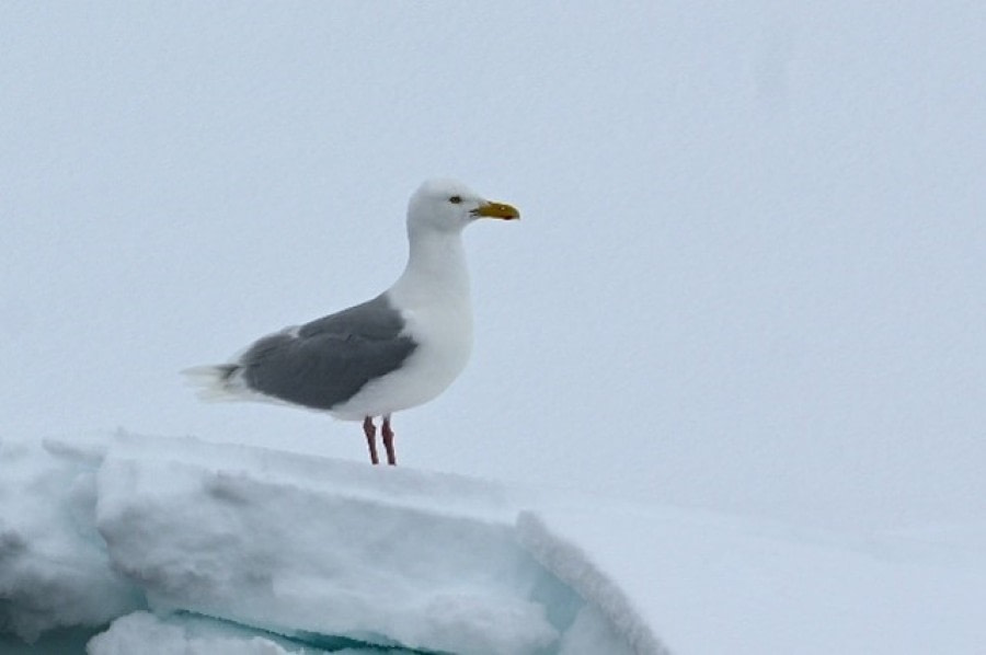 PLA02-23, Day 5, Bird © Unknown photographer - Oceanwide Expeditions.jpg