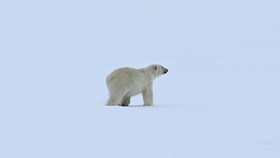 PLA02-23, Day 5, Polar Bear 1 © Unknown photographer - Oceanwide Expeditions.jpg