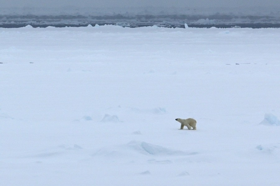 Day in the pack ice and polar bear sighting