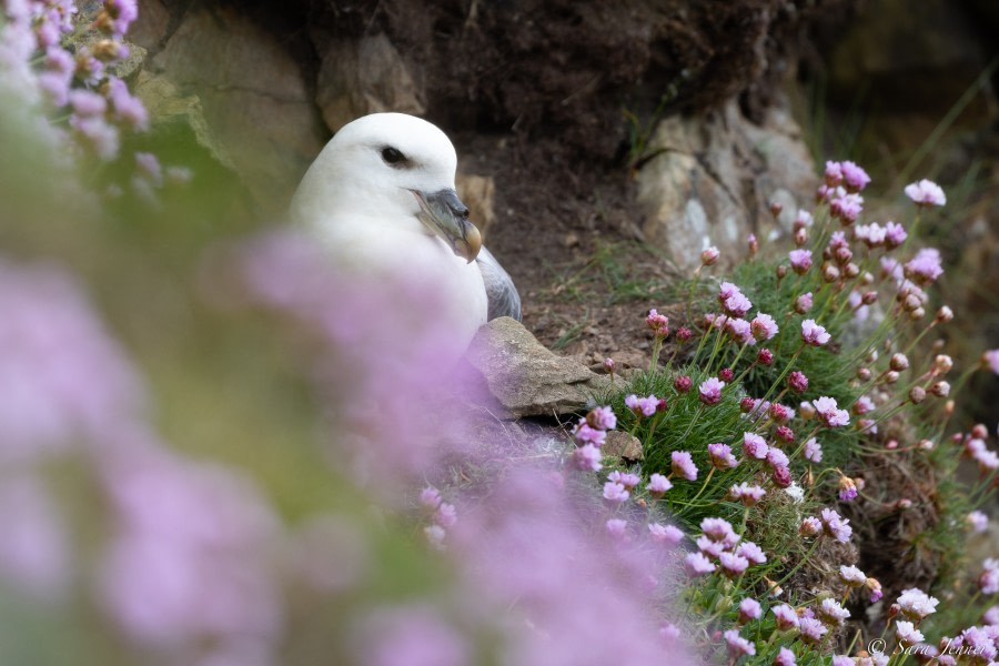 HDS01-23, Day 4, Fulmar © Sara Jenner - Oceanwide Expeditions.jpg