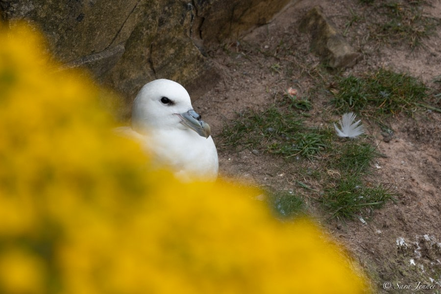 HDS01-23, Day 4, Fulmar1 © Sara Jenner - Oceanwide Expeditions.jpg