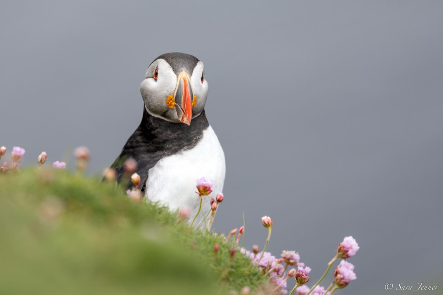 HDS01-23, Day 4, Puffin 2 © Sara Jenner - Oceanwide Expeditions.jpg