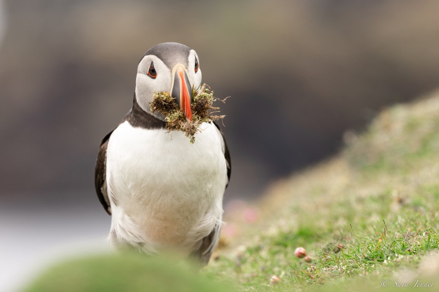 HDS01-23, Day 4, Puffin 3 © Sara Jenner - Oceanwide Expeditions.jpg