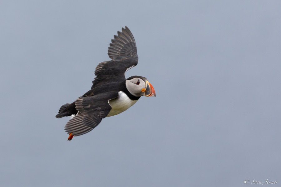 HDS01-23, Day 4, Puffin 4 © Sara Jenner - Oceanwide Expeditions.jpg