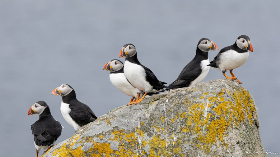 HDS01-23, Day 4, Puffins 6 © Sara Jenner - Oceanwide Expeditions.jpg