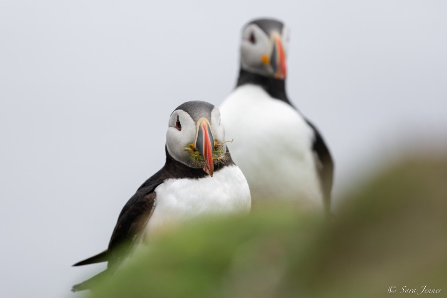 HDS01-23, Day 4, Puffins 7 © Sara Jenner - Oceanwide Expeditions.jpg