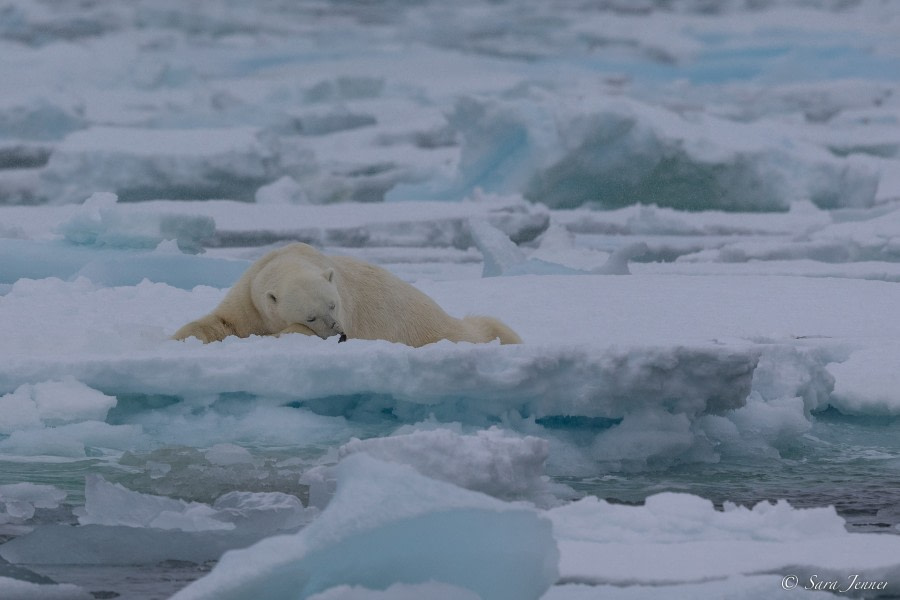 HDS01-23, Day 9, Polar bear 2 © Sara Jenner - Oceanwide Expeditions.jpg