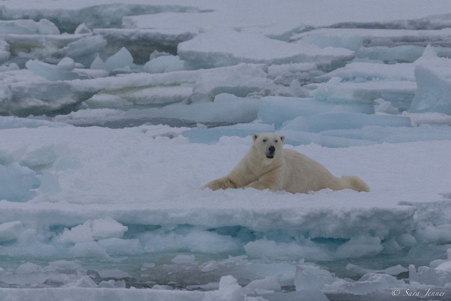 HDS01-23, Day 9, Polar bear 1 © Sara Jenner - Oceanwide Expeditions.jpg