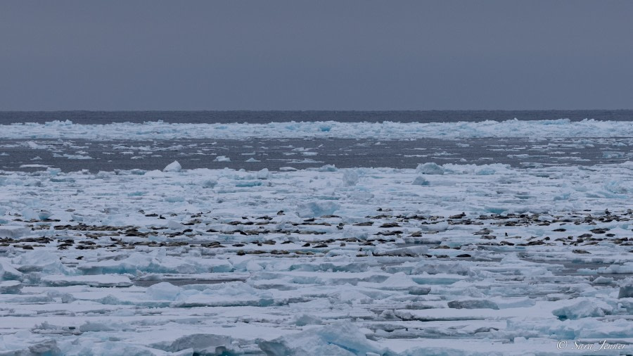 HDS01-23, Day 10, Harp Seals © Sara Jenner - Oceanwide Expeditions.jpg