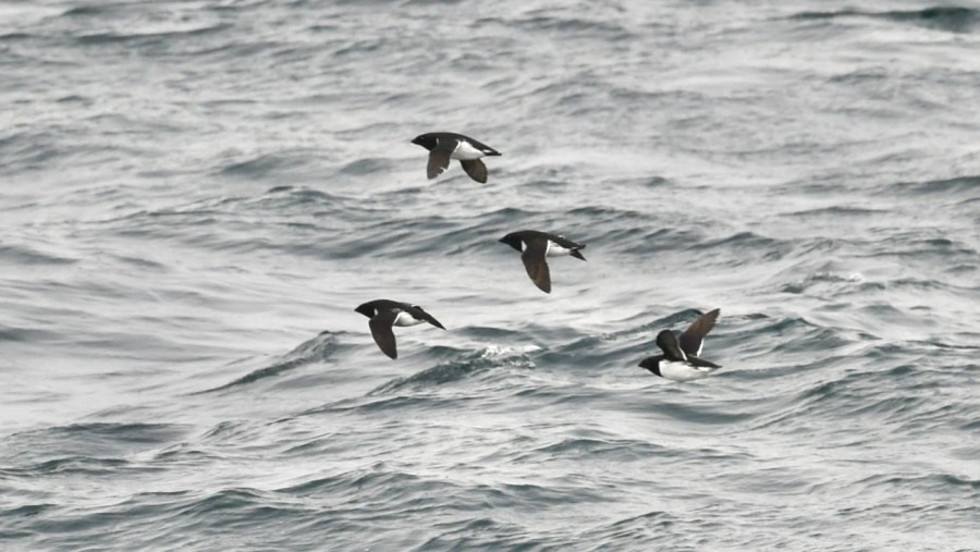 At sea sailing to Svalbard