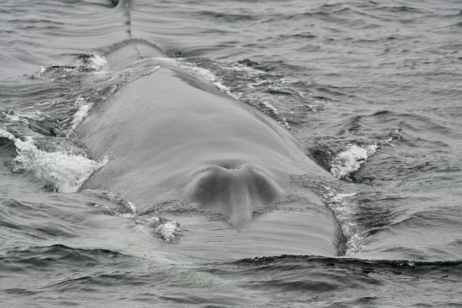 Fin whale